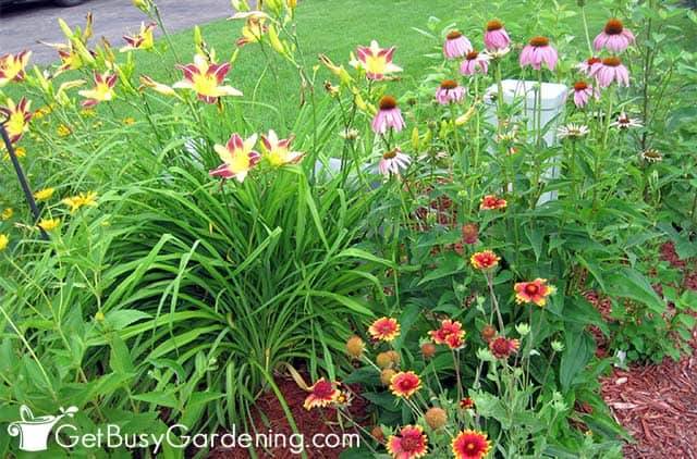 Lilies and gaillardia planted next to the street