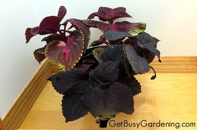Newly propagated baby coleus plant