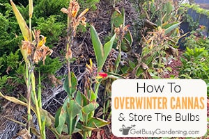 Overwintering & Storing Canna Lily Bulbs - The Complete Guide