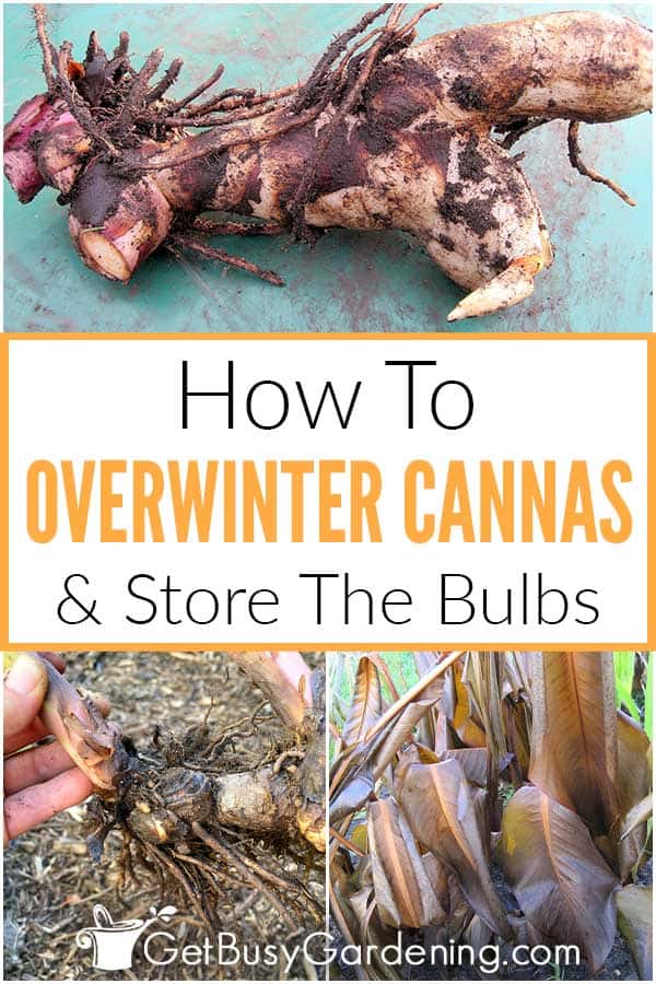 How To Overwinter Cannas & Store The Bulbs