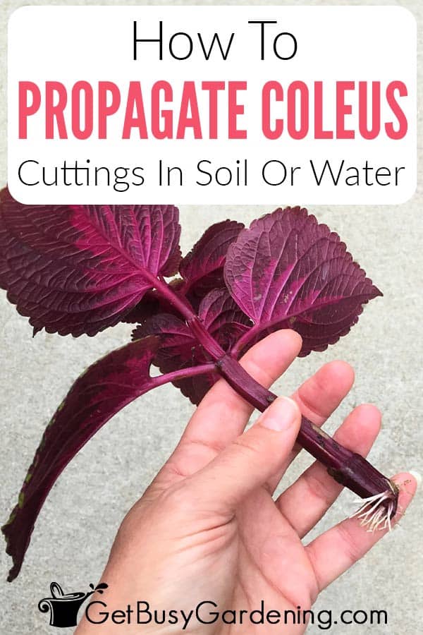 How To Propagate Coleus Cuttings In Soil Or Water