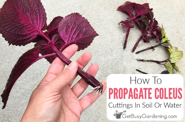 Propagating Coleus Cuttings In Soil Or Water