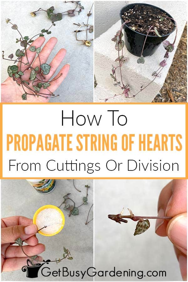 How To Propagate String Of Hearts From Cuttings Or Division