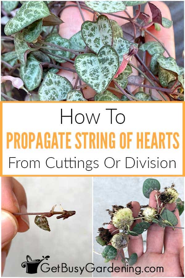 How To Propagate String Of Hearts From Cuttings Or Division