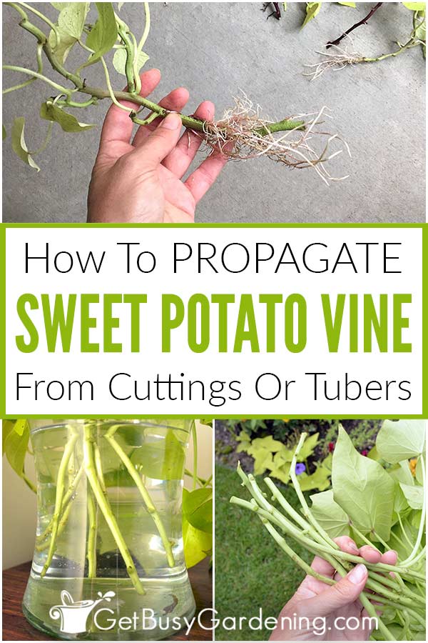 How To Propagate Sweet Potato Vine From Cuttings Or Tubers