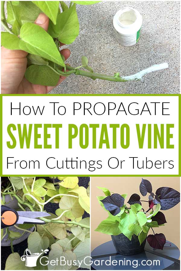 How To Propagate Sweet Potato Vine From Cuttings Or Tubers