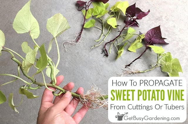 Propagating Ornamental Sweet Potato Vine Cuttings Or Tubers