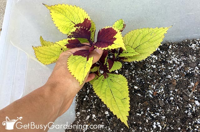 How To Propagate Coleus Cuttings In Soil Or Water The Complete Guide