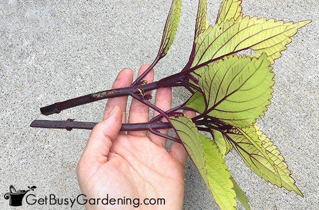 Removed lower leaves from coleus stems