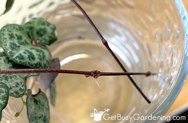 Rooting string of heart cuttings in water