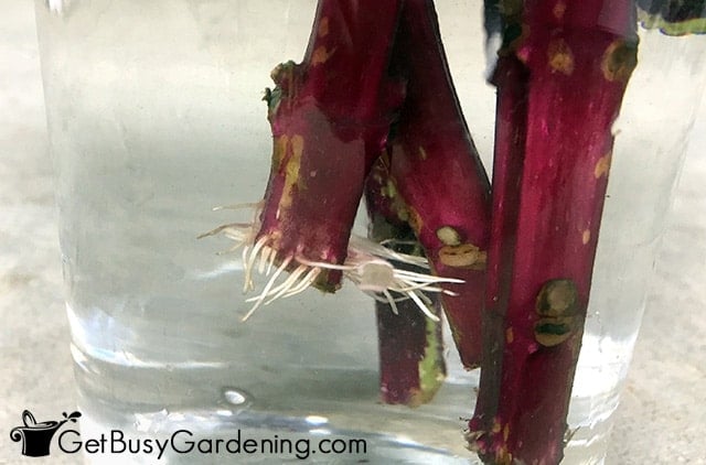 Roots forming on coleus cutting in water