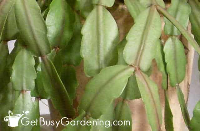 Rounded edges on Christmas cactus leaves