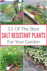 15 Best Salt Resistant Plants For Your Home Garden