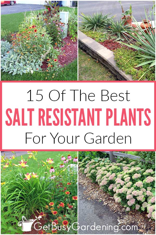 15 Of The Best Salt Resistant Plants For Your Garden