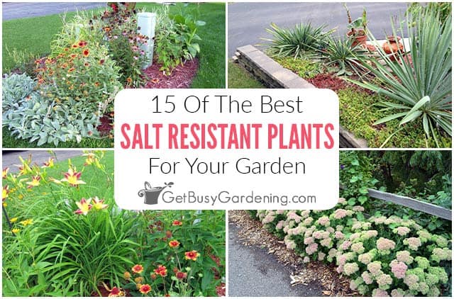 Salt Resistant Plants - Top 15 Perennials That Tolerate Salty Soil