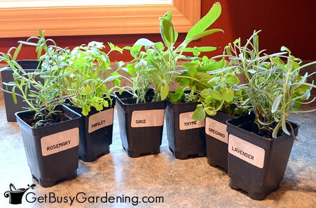Some of the best herbs to grow inside