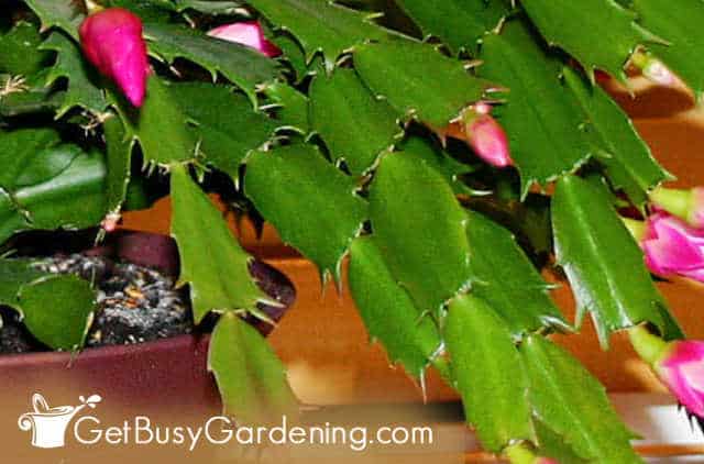 Spiked edges on Thanksgiving cactus leaves