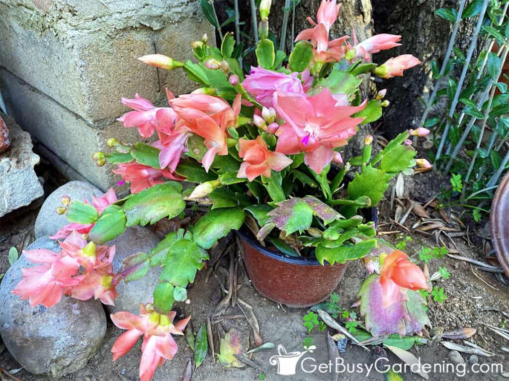 Thanksgiving Cactus Care: How To Grow Schlumbergera Truncata