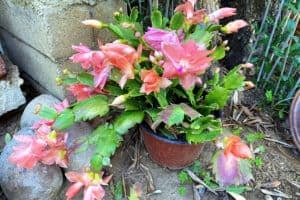 How To Care For A Thanksgiving Cactus Plant (Schlumbergera truncata)