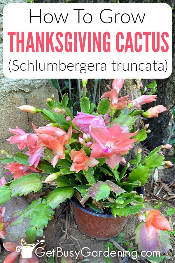 How To Grow Thanksgiving Cactus (Schlumbergera truncata)