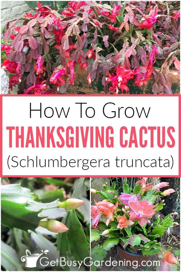 How To Grow Thanksgiving Cactus (Schlumbergera truncata)