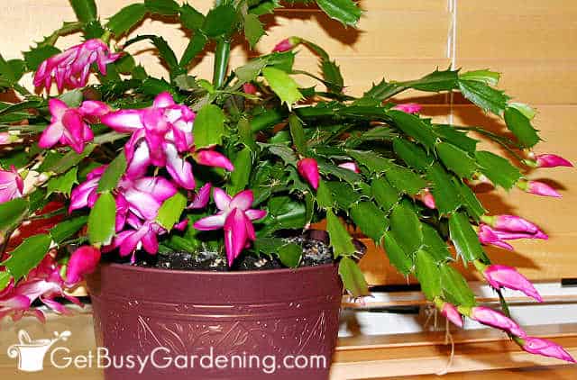 Thanksgiving variety of holiday cactus plant