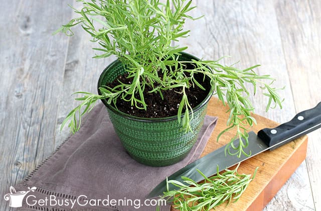 Using my indoor rosemary plant for cooking