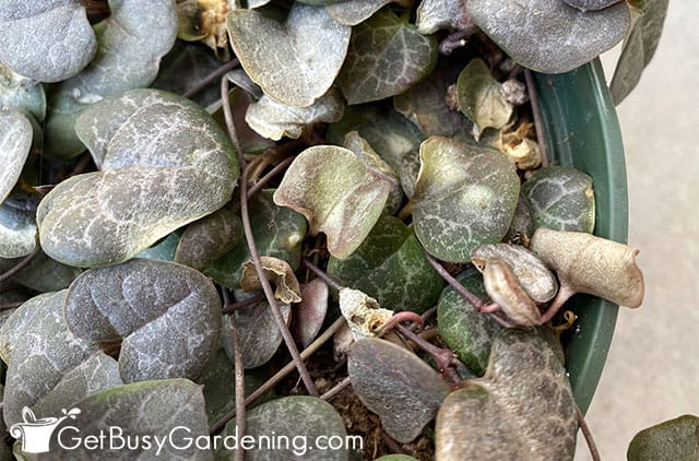 Brown dried rosary vine leaves