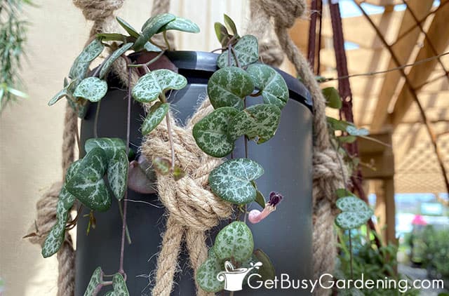 Ceropegia woodii in a hanging basket