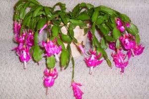 Christmas cactus plant (Schlumbergera buckleyi) with pink flowers