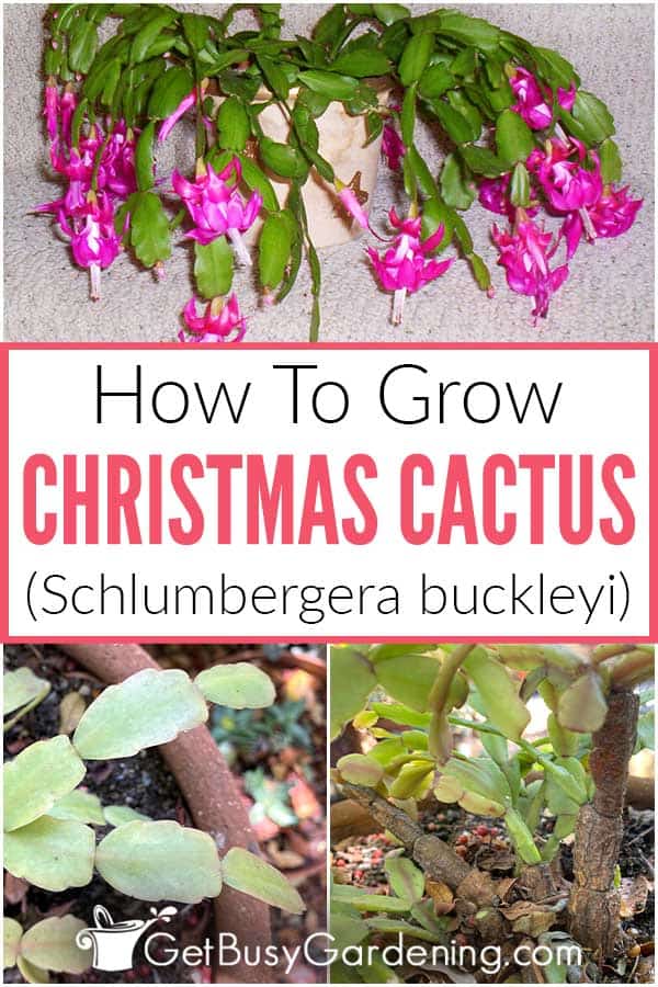 How To Grow Christmas Cactus (Schlumbergera buckleyi)