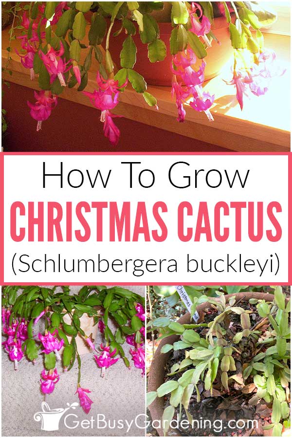How To Grow Christmas Cactus (Schlumbergera buckleyi)
