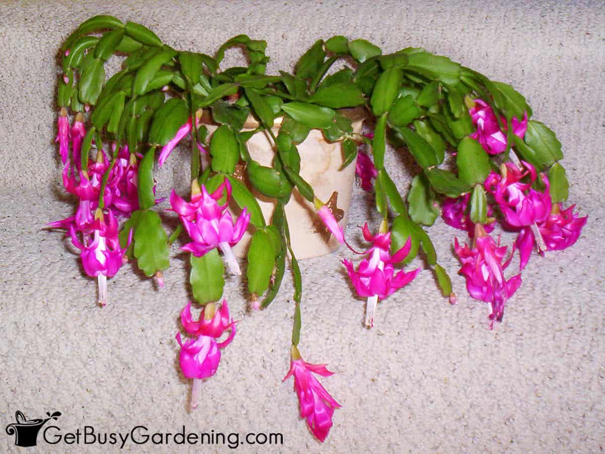 Christmas Cactus Plant (Schlumbergera buckleyi) with bright pink flowers