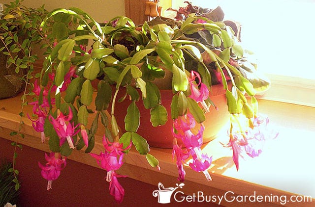 Christmas cactus getting too much sun