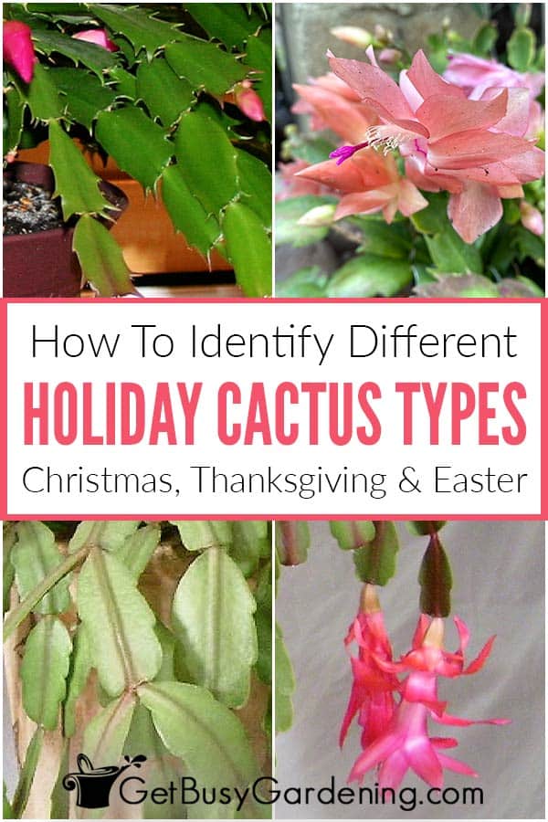 How To Identify Different Holiday Cactus Types Christmas, Thanksgiving & Easter