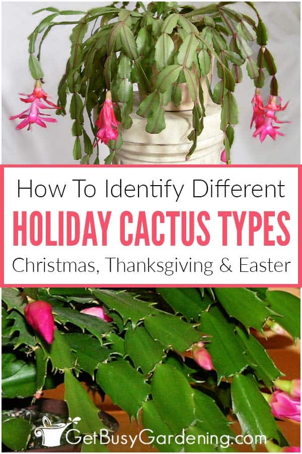 How To Identify Different Holiday Cactus Types Christmas, Thanksgiving & Easter
