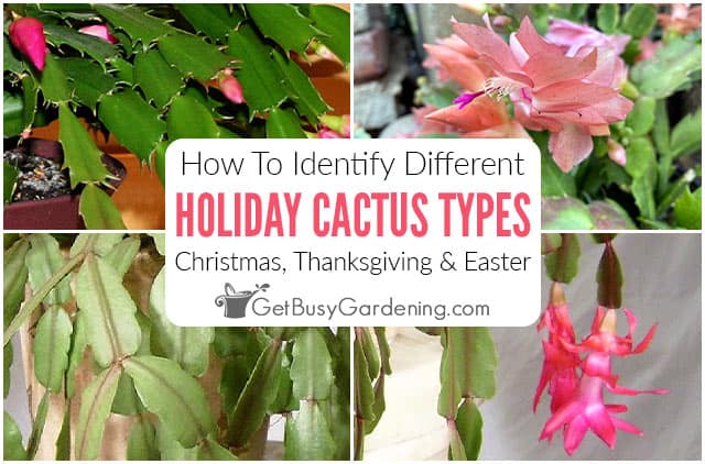 Christmas, Thanksgiving, & Easter Cactus: How To Tell Them Apart