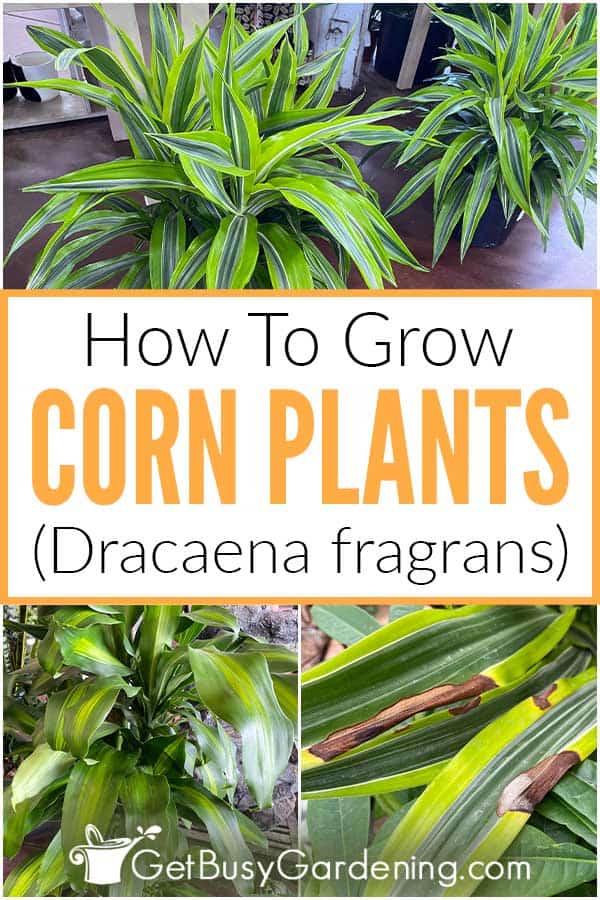 How To Grow Corn Plants (Dracaena fragrans)