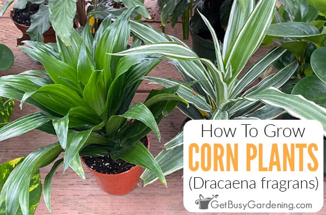 How To Care For Corn Plants (Dracaena fragrans)