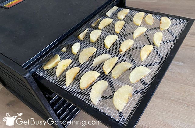 Dehydrating apple slices