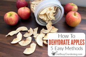 Dehydrating Apples - 5 Easy Drying Methods To Try (Step-By-Step)