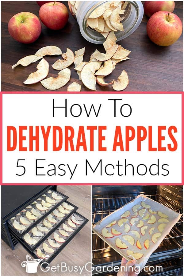 How To Dehydrate Apples 5 Easy Methods