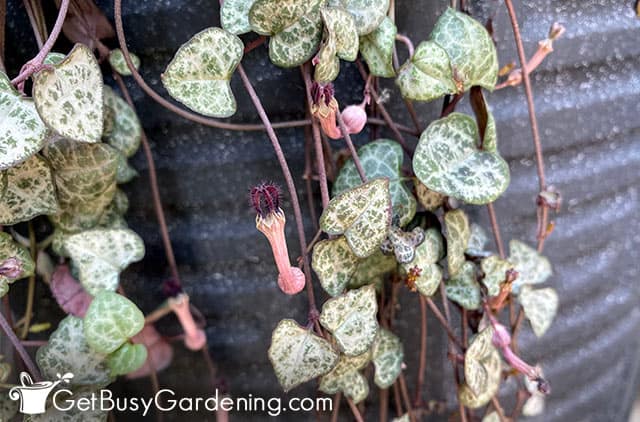 Flowers on my rosary vine