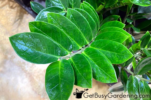 Healthy ZZ plant leaves