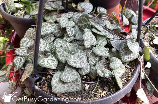 Heart shaped leaves on Ceropegia woodii