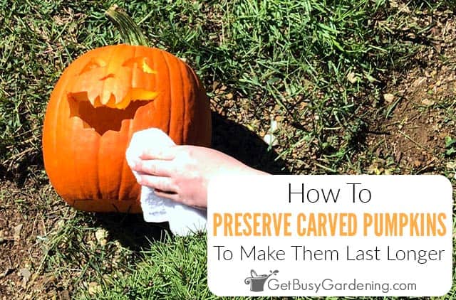 Preserving Carved Pumpkins - Plus 7 Tips To Make Them Last Longer