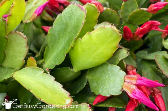 Rounded leaves on Easter cactus