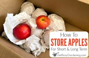 How To Store Apples For The Short & Long Term - Get Busy Gardening