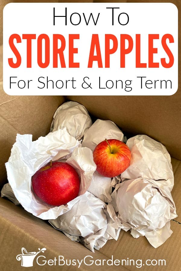 How To Store Apples For Short & Long Term