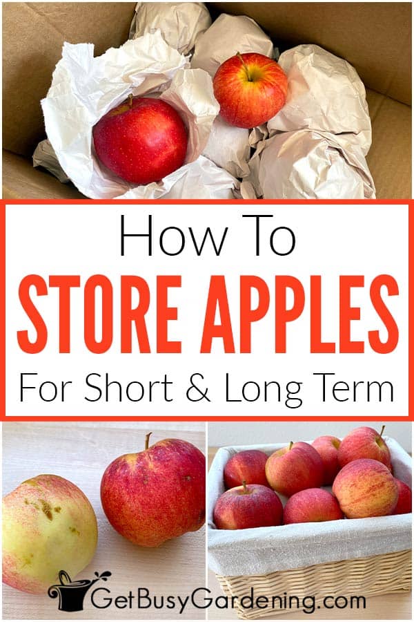 How To Store Apples For Short & Long Term